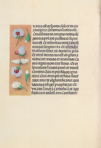 Getijdenboek van koningin Isabella de Katholieke, koningin van Spanje: Fol. 91v door Master of the First Prayerbook of Maximillian