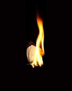 Brandende vlinder 11, 2013 (Lambda print)
