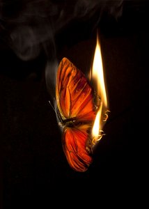 Brandende vlinder 4, 2013 (Lambda print) door Mat Collishaw
