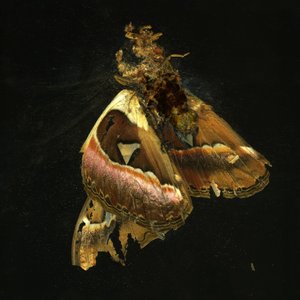 Insecticide 11, 2006 (C-type foto)