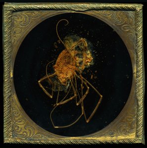 Insecticide 5, 2006 (C-type foto) door Mat Collishaw