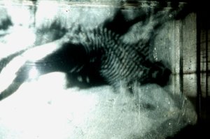 Wormerij, 2009 (Hout, glas, staal, projector en speler) door Mat Collishaw
