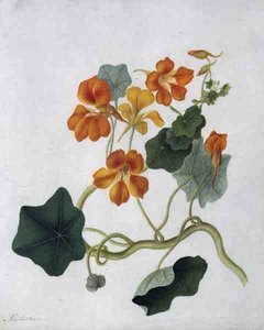 Tropaeolum door Matilda Conyers