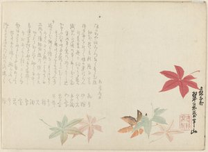 Japanse esdoorn door Matsukawa Hanzan