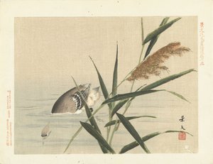Duikende eend bij riet (serie titel) door Matsumura Keibun