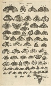 Tab. IV, Vlinders en Motten, Illustratie uit 