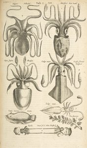 Tab I, Octopus, Illustratie uit 