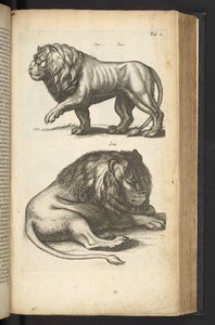 Tab L, Leeuwen, illustratie uit 