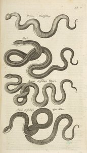 Tab V, Slangen, Illustratie uit 