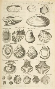 Tab XIIII, Diverse schelpen, Illustratie uit 