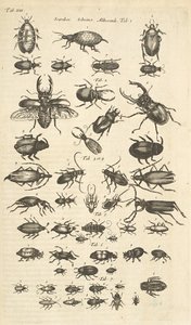 Tab XIII, Kevers, Illustratie uit 