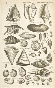 Tab XI, Diverse schelpen, Illustratie uit 