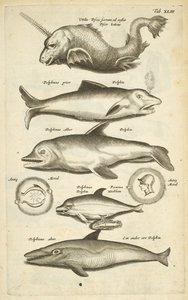 Tab XLIII, Dolfijnen, Illustratie uit 