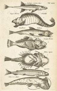 Tab XLVII, Vissoorten, Illustratie uit 