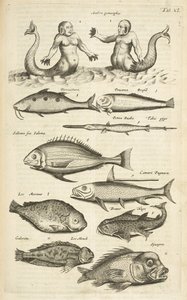 Tab XL, Anthropomorphos; Zeemeermin; Zeemeerman; Tropische vis, Illustratie uit 