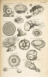 Tab XVIII, Zeedieren, Illustratie uit 