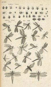 Tab XVII, Libellen, Illustratie uit 