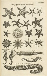 Tab XXVIII, Zeesterren en Zeepaardjes, Illustratie uit 