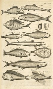 Tab. XXXIII, Stekelige vis, Illustratie uit 
