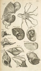 Tab X, Octopus en Nautilus schelpen, Illustratie uit 