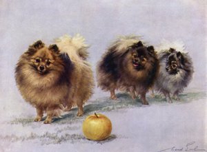 Drie van Mevrouw Hall Walkers Kampioen Pomeranians
