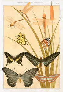Vlinders door Maurice Pillard Verneuil