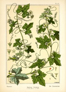 De Bryony door Maurice Pillard Verneuil