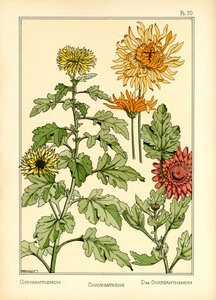De chrysant door Maurice Pillard Verneuil