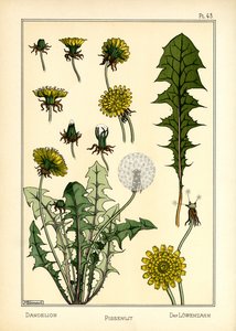 De paardenbloem door Maurice Pillard Verneuil