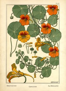 De Oost-Indische kers