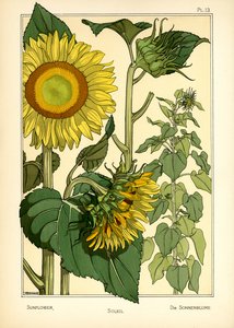 De zonnebloem