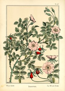 De wilde roos door Maurice Pillard Verneuil