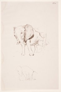 "Weg der Befleckung" - Olifant doet zijn behoefte. 2 studies door Max Klinger