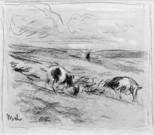 Grazende geiten in de duinen