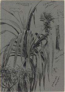 Studies van schroefpijnen uit Madagaskar door Max Seliger