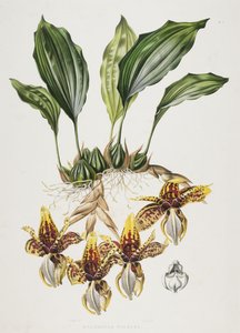 De Stanhope Tijgerorchidee, 1838 door Maxim Gauci
