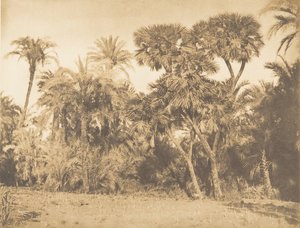 Bois de Dattiers et de Doums, à Hamarneh, 1849-50 door Maxime Du Camp