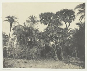 Bois de Dattiers et de Palmiers Doums, Boven-Egypte door Maxime Du Camp