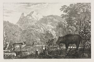 Wild Zwijn, Wilde Kat en Lynx, 1807 door Maximilian Josef Wagenbauer