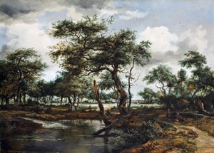 Een vijver in het bos