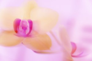 Roze orchidee door Melanie Hermine Lichterfeld