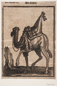 Een opgezadelde dromedaris, profiel naar links, met de kop van het dier afgewend van de kijker door Melchior Lorck