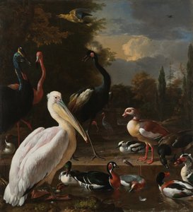 Een pelikaan en ander gevogelte bij een waterbassin, bekend als 