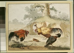 Hanengevecht door Melchior de Hondecoeter
