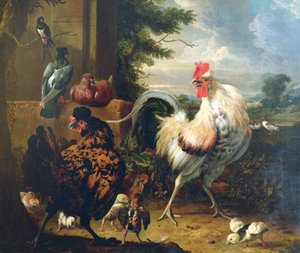 Boerderijkippen