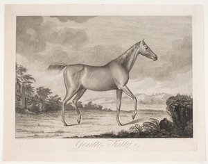 Het paard "Gentle Kitty" door Meno Haas