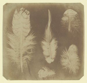 Kippenveren, ca. 1840