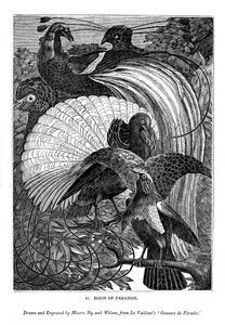 Paradijsvogels