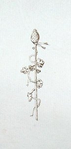 Tekening uit het plakboek van Michael Faraday
