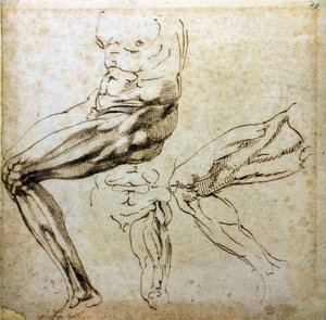 Studies van benen